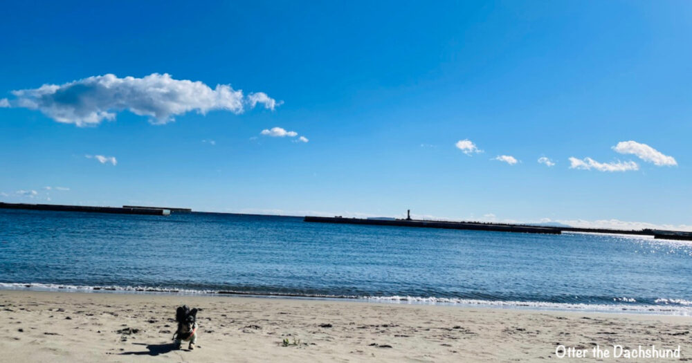 Blog Header image_犬と旅行_犬連れ旅行_hizuoka_atami_熱海サンビーチ_202112_オッター_海